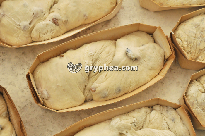 Paton de pain spécial avant cuisson - gryphea.com